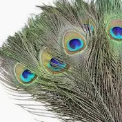 Peacock Feather