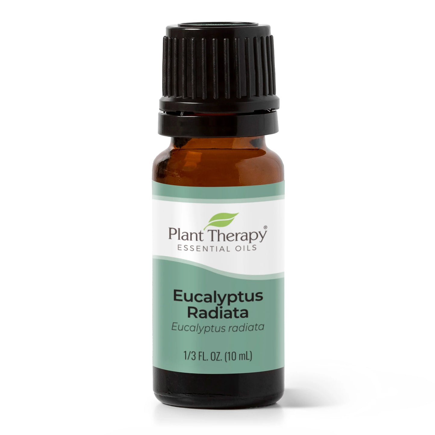 Eucalyptus Radiata