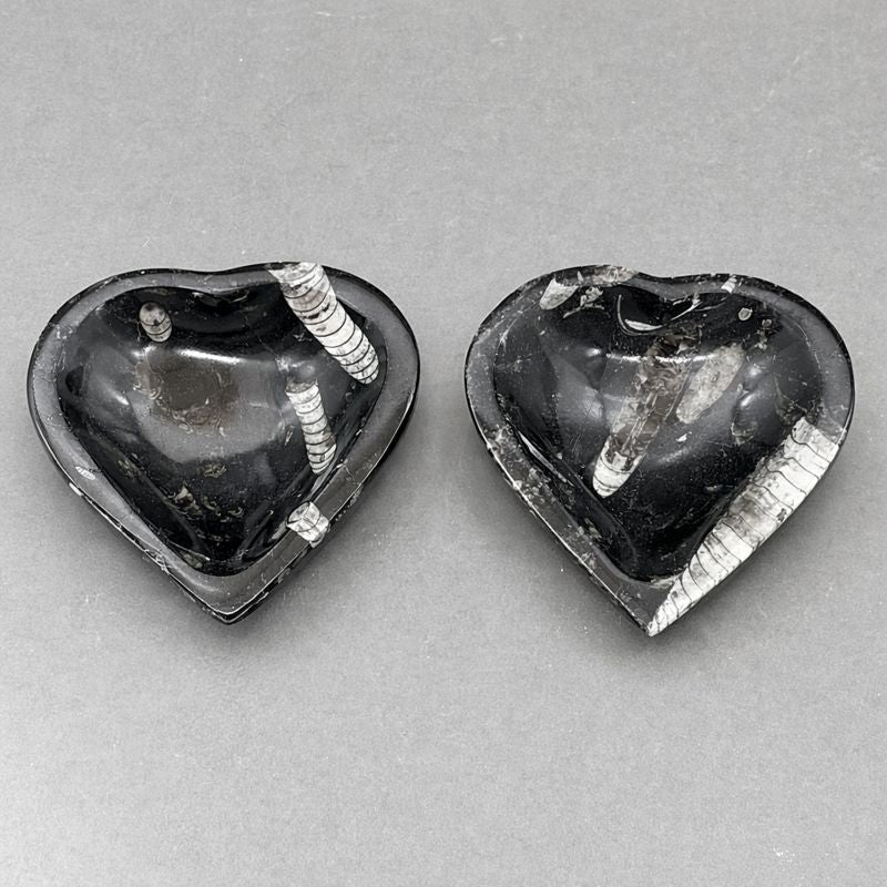 Orthoceras Bowl