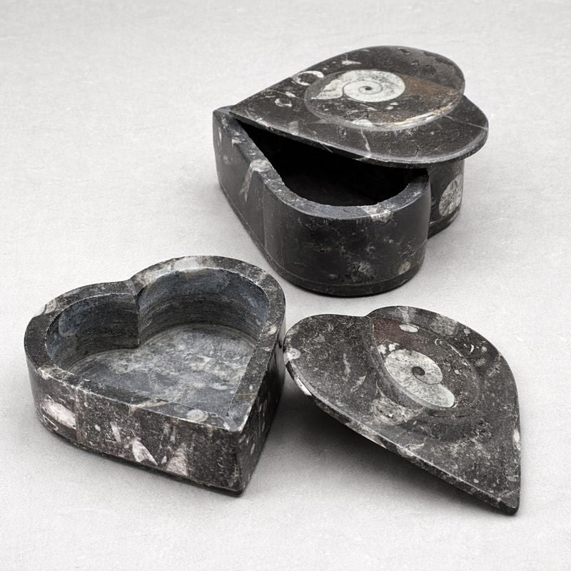 Orthoceras Box
