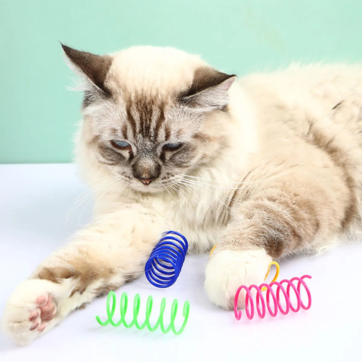 Cat Spring Toy 80 Pack