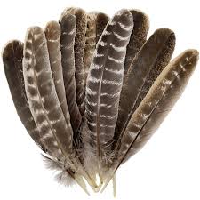 Turkey Feather