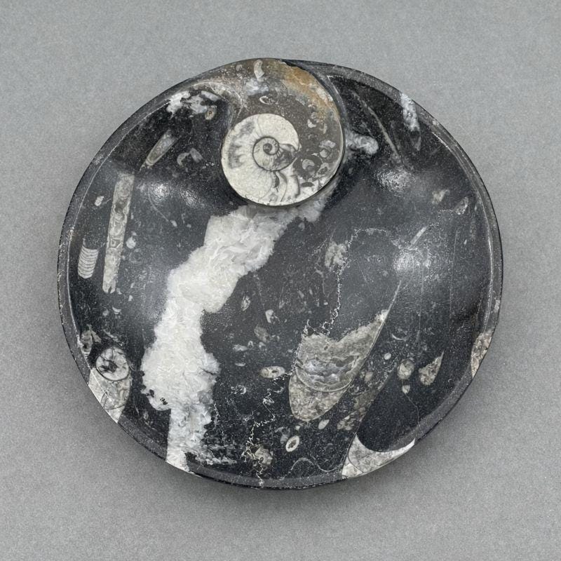 Ammonite Plate