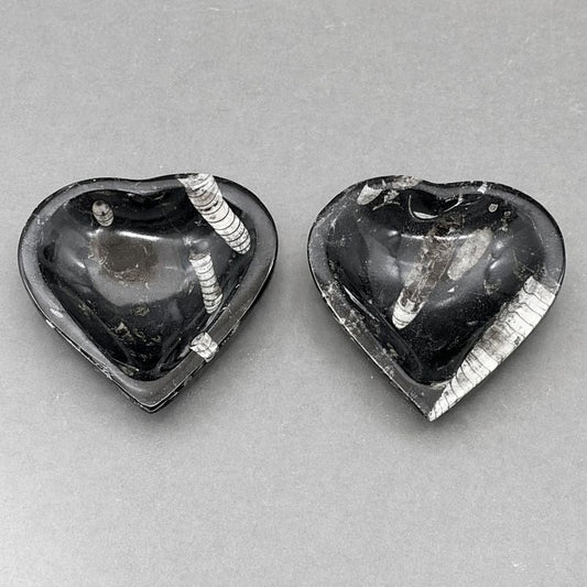 Orthoceras Bowl