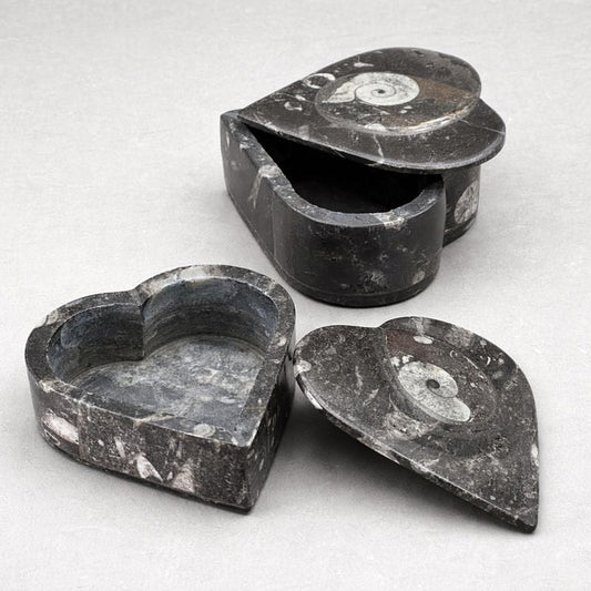 Orthoceras Box